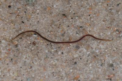 Lumbriculus variegatus worm